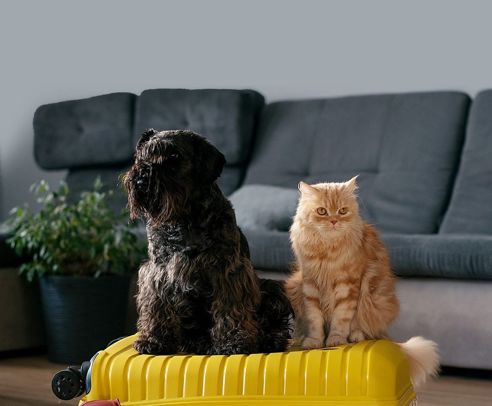 Pets ready for travel