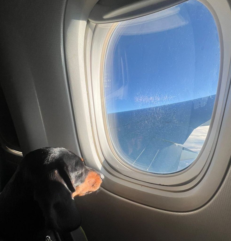Dog looking out the window in-cabin during flight, representing safe and comfortable pet travel services for holidays and relocations transportation