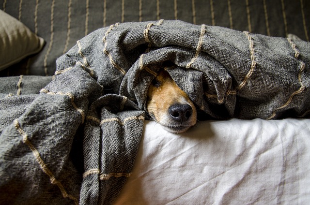 relaxed-stress-free-dog-travel-ready