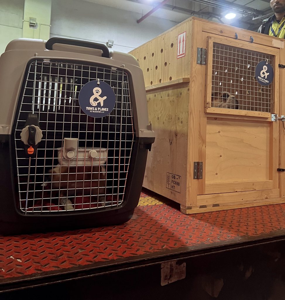 A dog safely secured in an IATA-approved travel crate, ready for export from the UAE, with Paws & Planes handling the paperwork and logistics