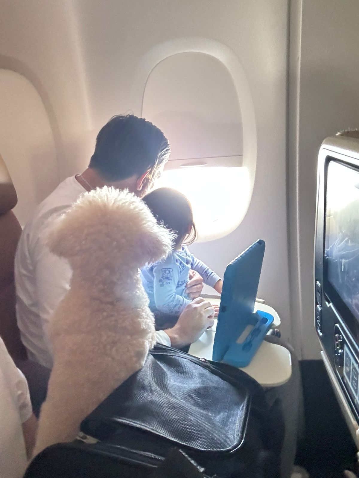 Picture of Everything to Know About Flying With A Dog